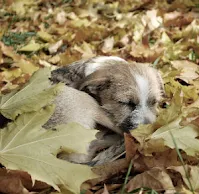 catelus dormind intre frunze