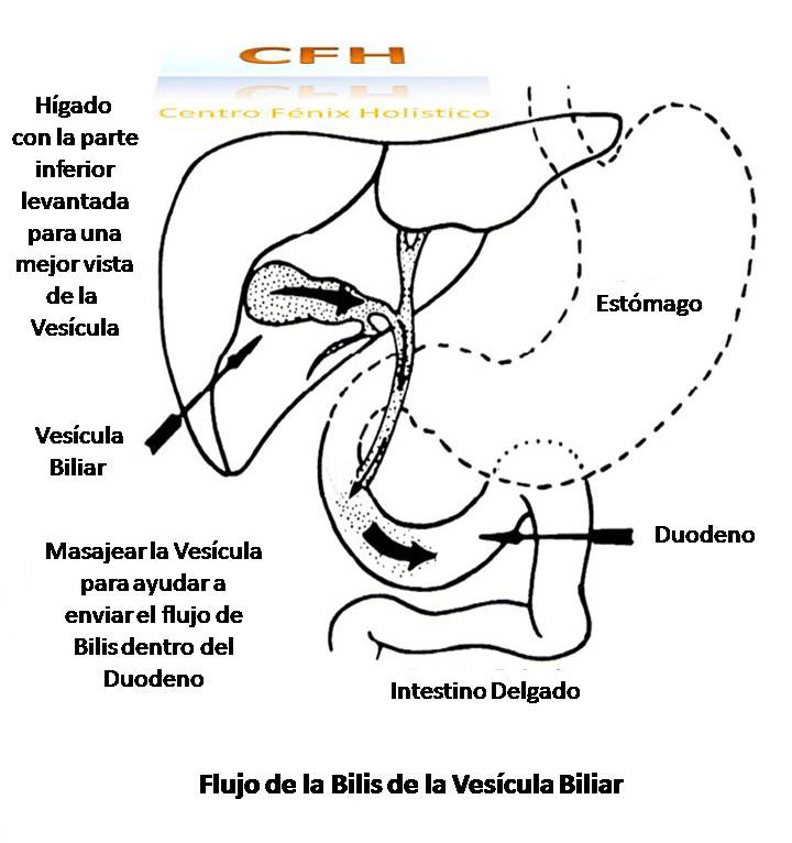 Dieta para limpiar higado y vesicula
