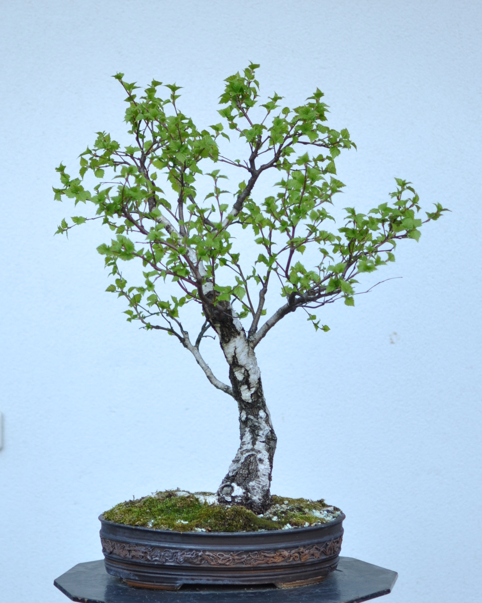 Birch Tree Bonsai Care