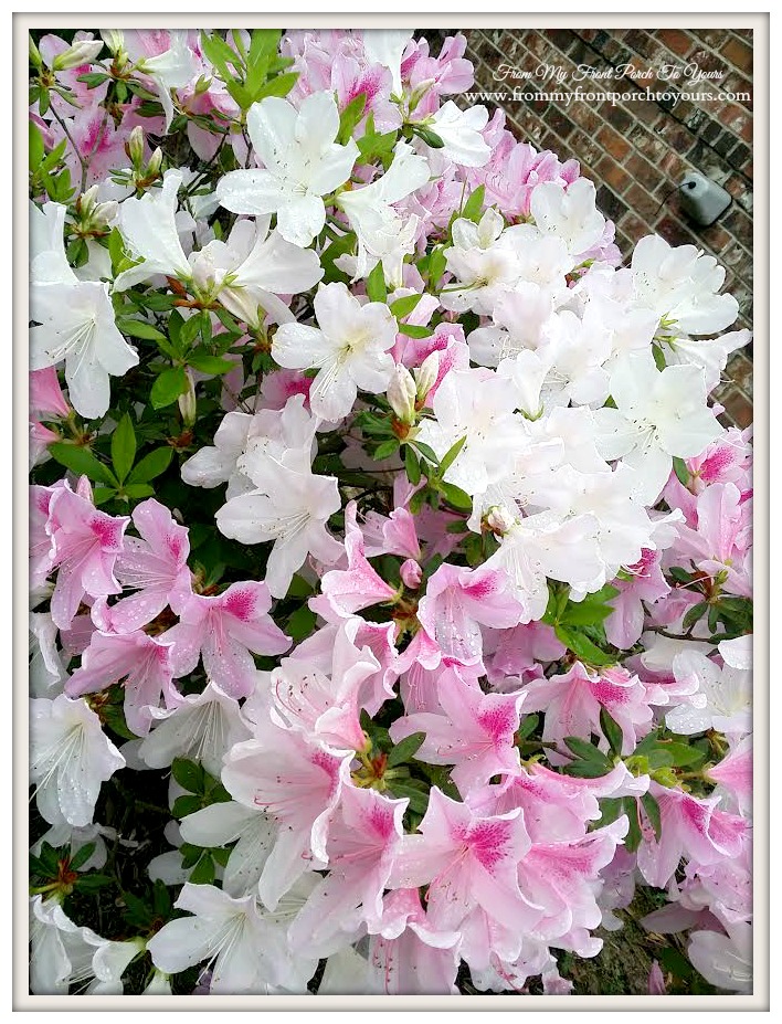 Azalea Flowers- Pink- White- From My Front Porch To Yours