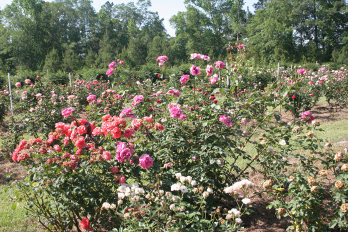 Jim Long's Garden: Mississippi in May