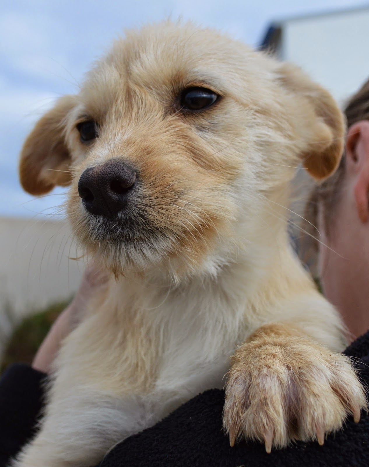 Hunde aus ZentralPortugal adoptieren Paula