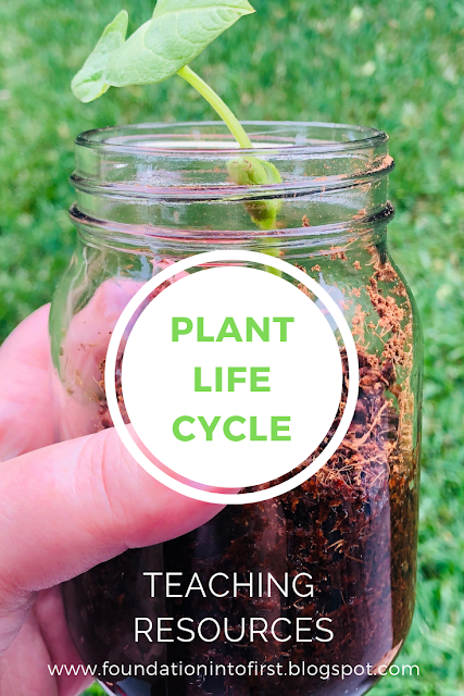 Explore the plant life cycle with these handy set by step lesson idea for teachers. Perfect for early years students. Teaching resources you can download today.  #foundationintofirst #science #techteacherpto3 #lifecycle #plant #teaching #resources