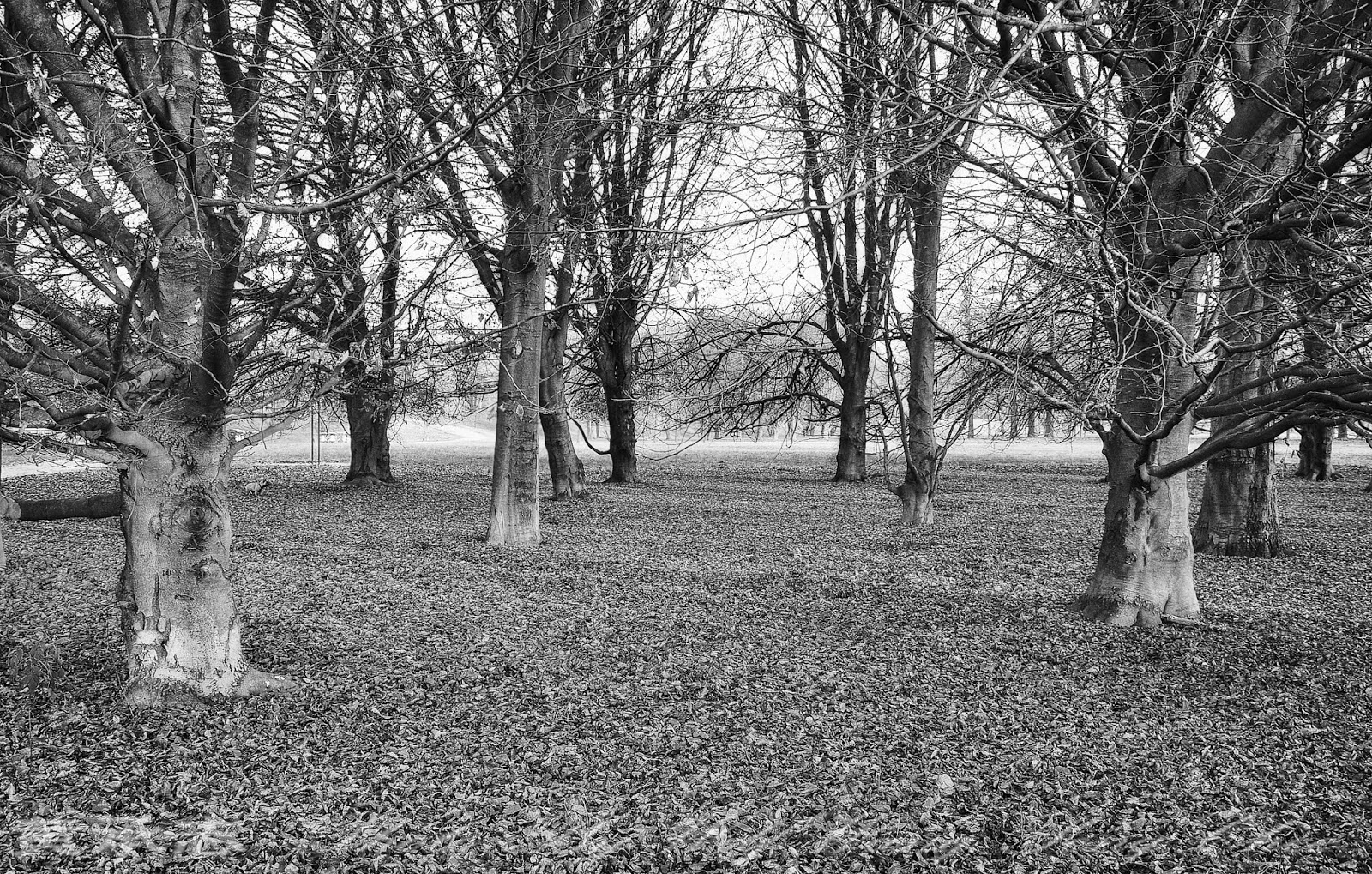 autumn woods autumn woods