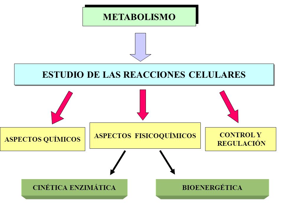 Prácticas para metabolismo biologia
