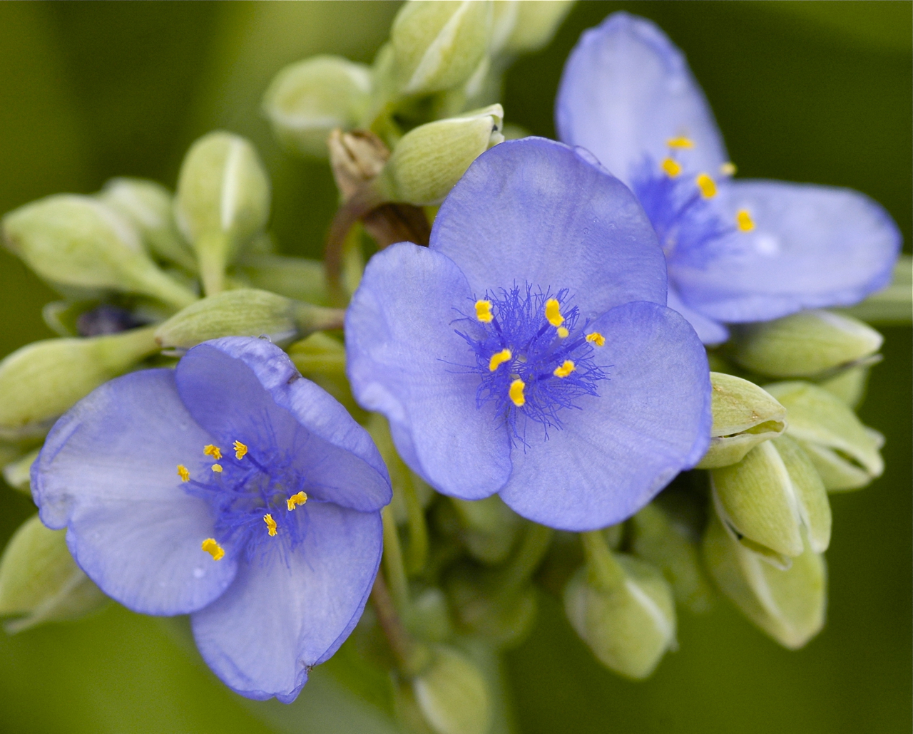 Riverdaze… UGLY NAMES, LOVELY FLOWER