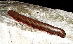 centipedes millipedes centipede millipede arthropods