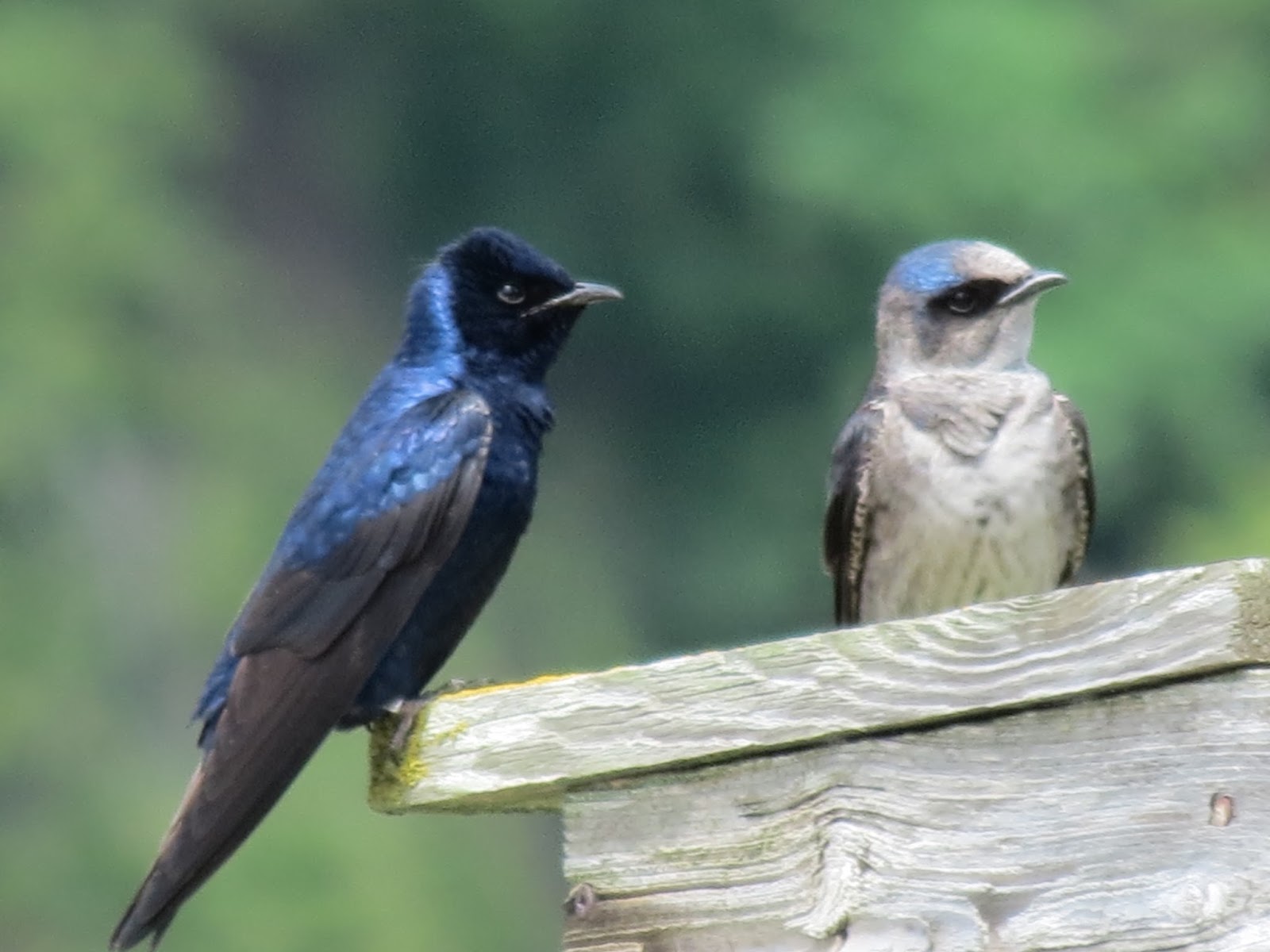 stormidae: Purple Martins