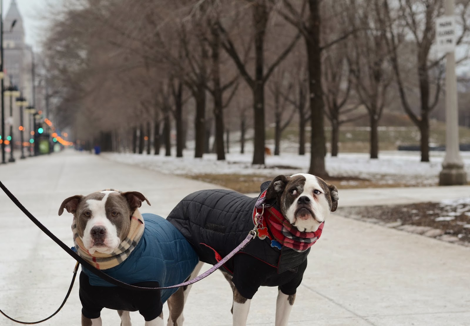 Two Pitties in the City City Dog Walking like a City Dog