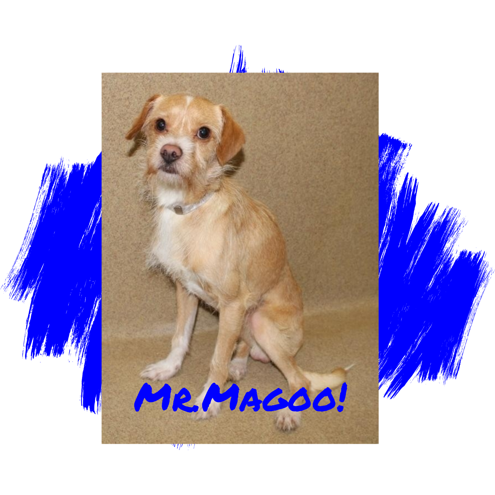 healing hearts animal rescue group