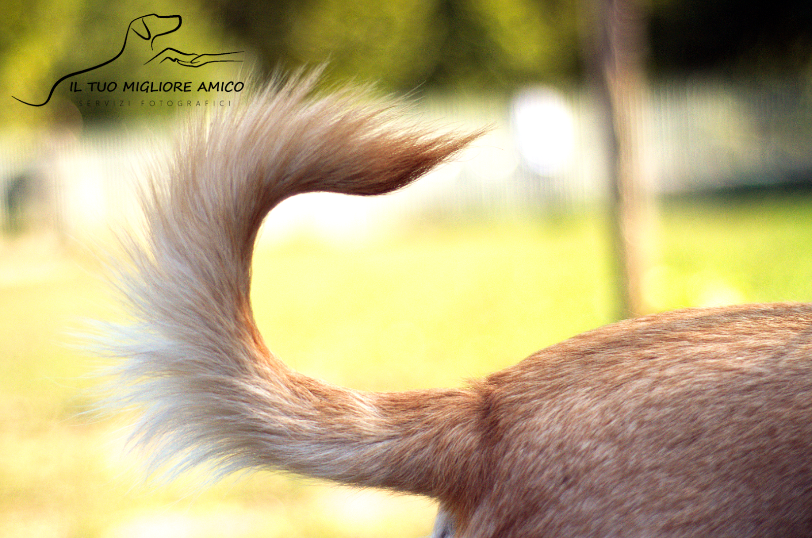 PERCHE' I CANI SCODINZOLANO? Il Tuo