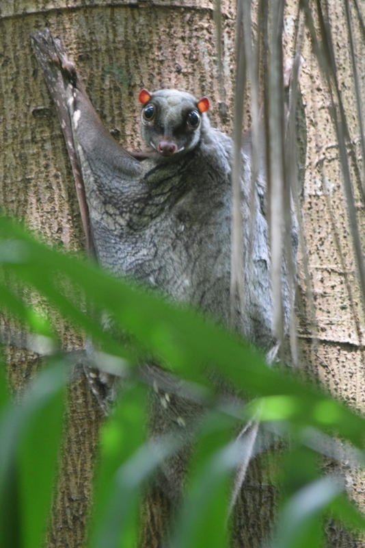 Singapore Wild Animals: Colugo