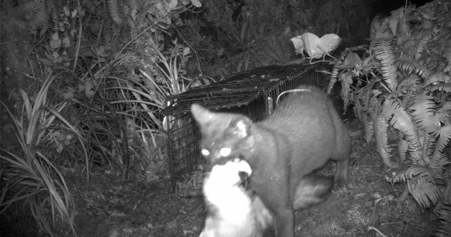 the battle cats wiki hawaii chapter 2 the battle cats wiki hawaii chapter 2