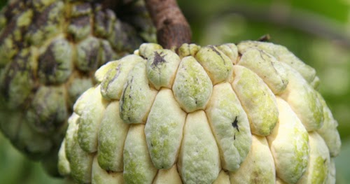 Deliciously Attracting Fruit - The Custard Apple!