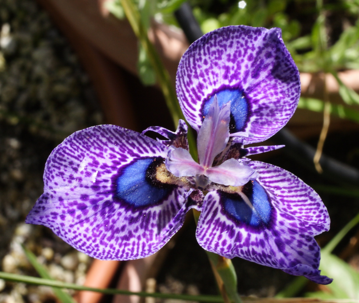 Growing Cool Plants Moraea 'Zoe'