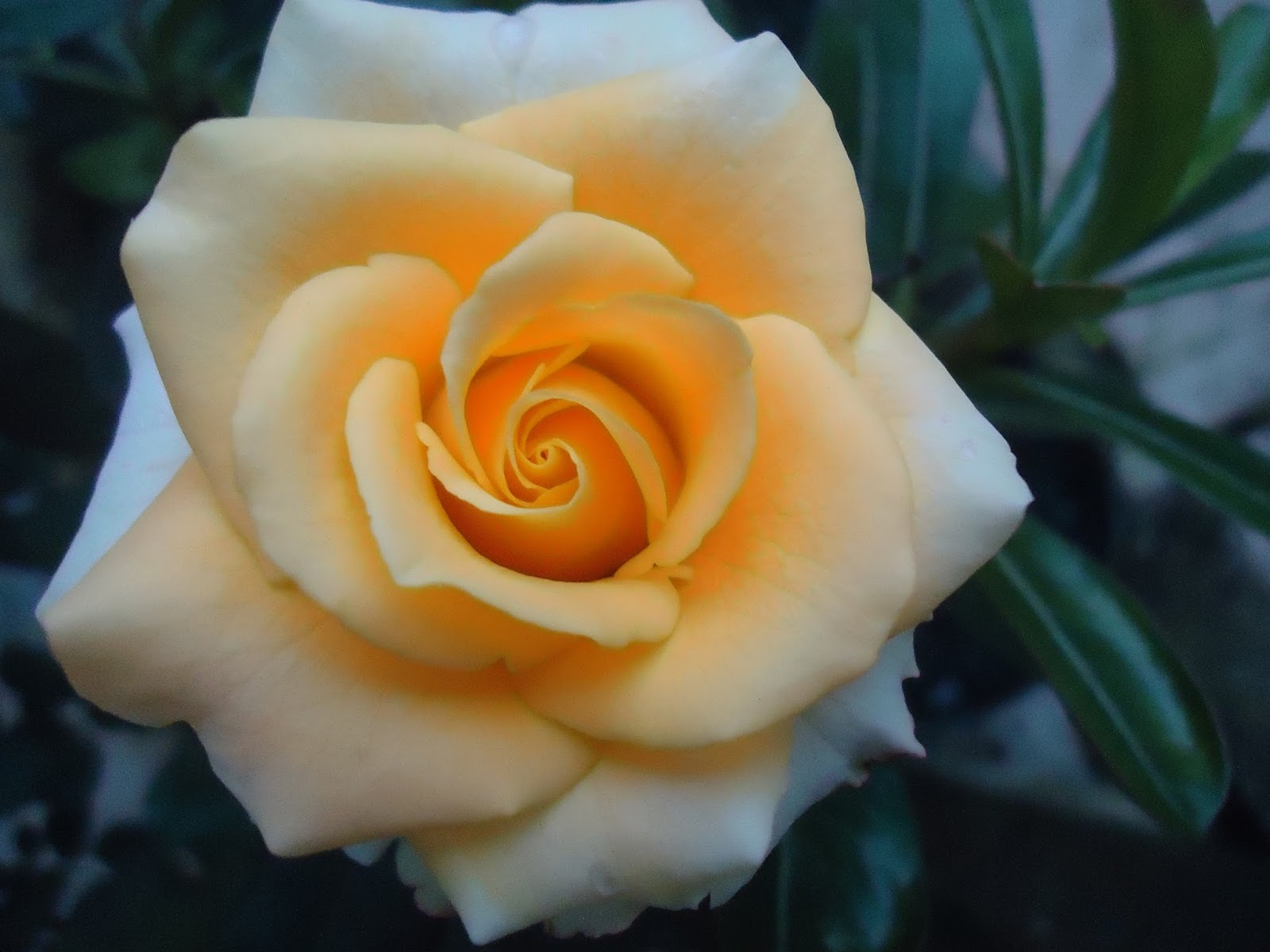 Wallpaper Bunga  Mawar  Orange Putih  Rumah Daun Muda