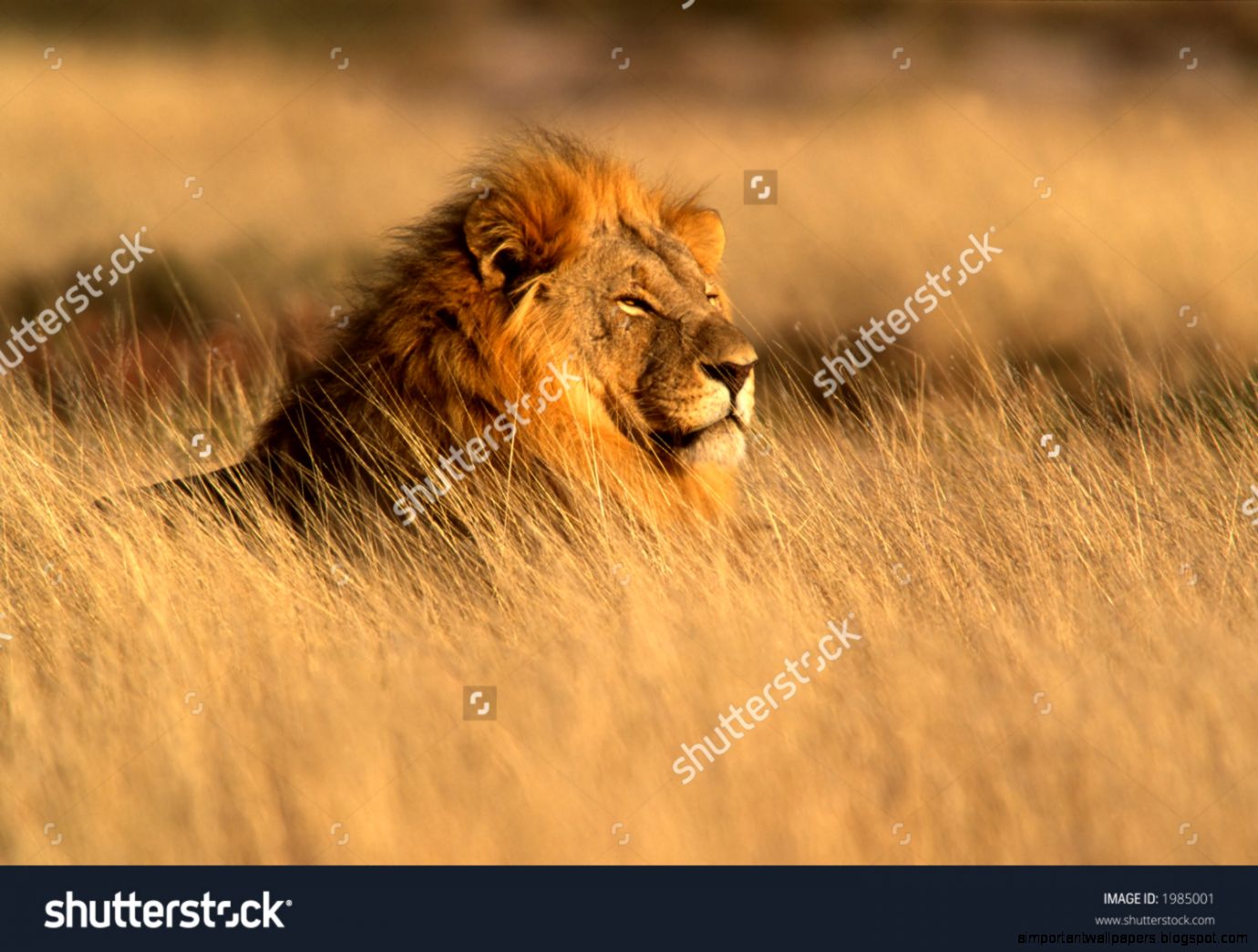 Lion In Grass Stock Photos Images  Pictures  Shutterstock