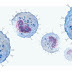 Immunology: MCQ on Immediate and Delayed Hypersensitivity
