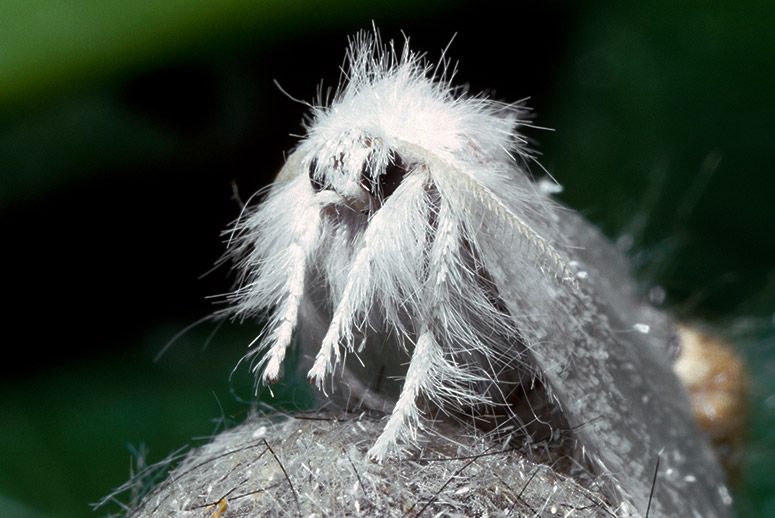 5 Animals With An Extraordinary Sense Of Smell Fun Animals Wiki, Videos, Pictures, Stories