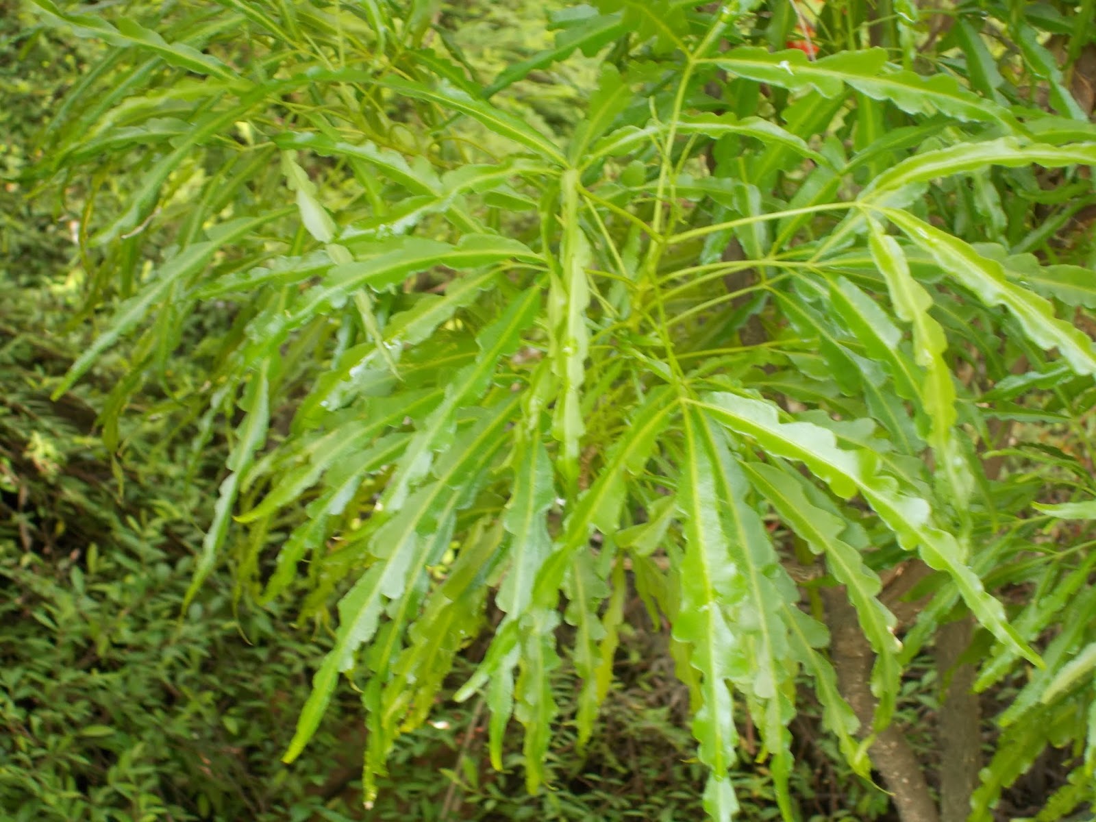 Plants found in Singapore: Euodia suaveolens var. ridleyi