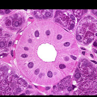 Telegram Histology Neet Channel