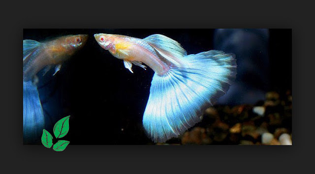 Jenis Guppy Japan Blue