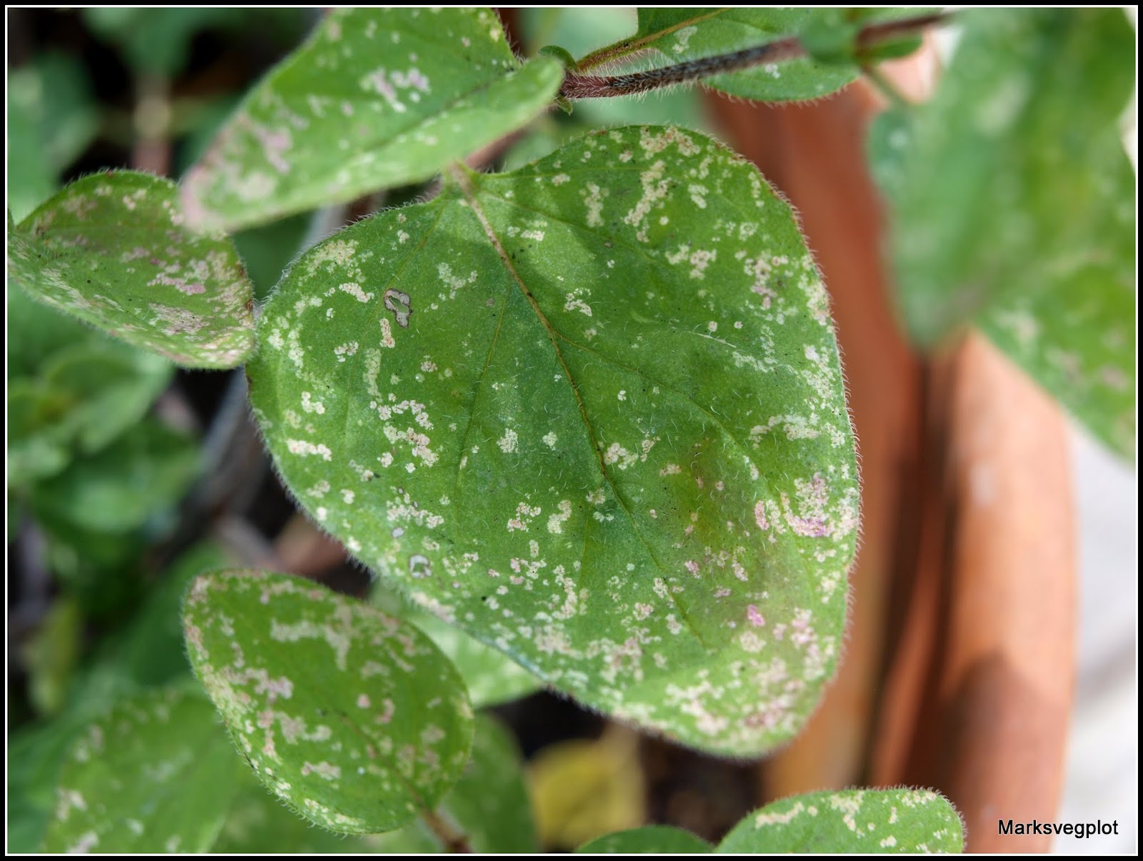 Mark's Veg Plot More pics of the Oregano