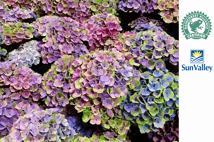 Roses Du Jardin Cheneland Hydrangea Paniculata Unique