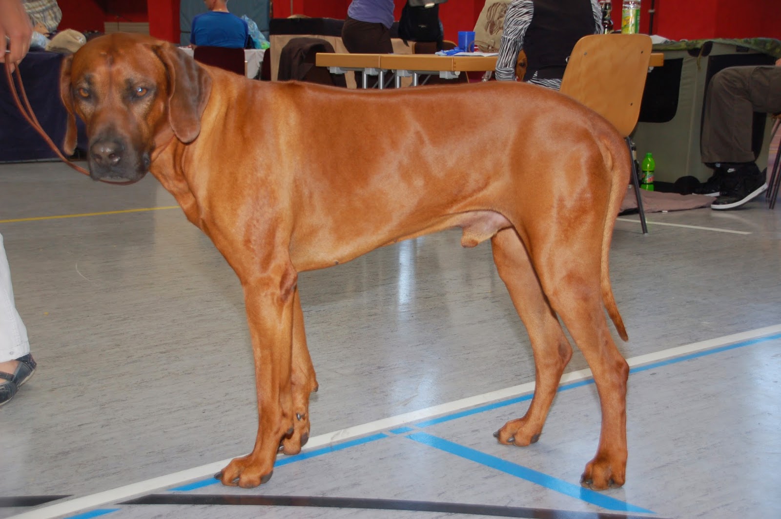 Whippet und Rhodesian Ridgeback of Didingwe