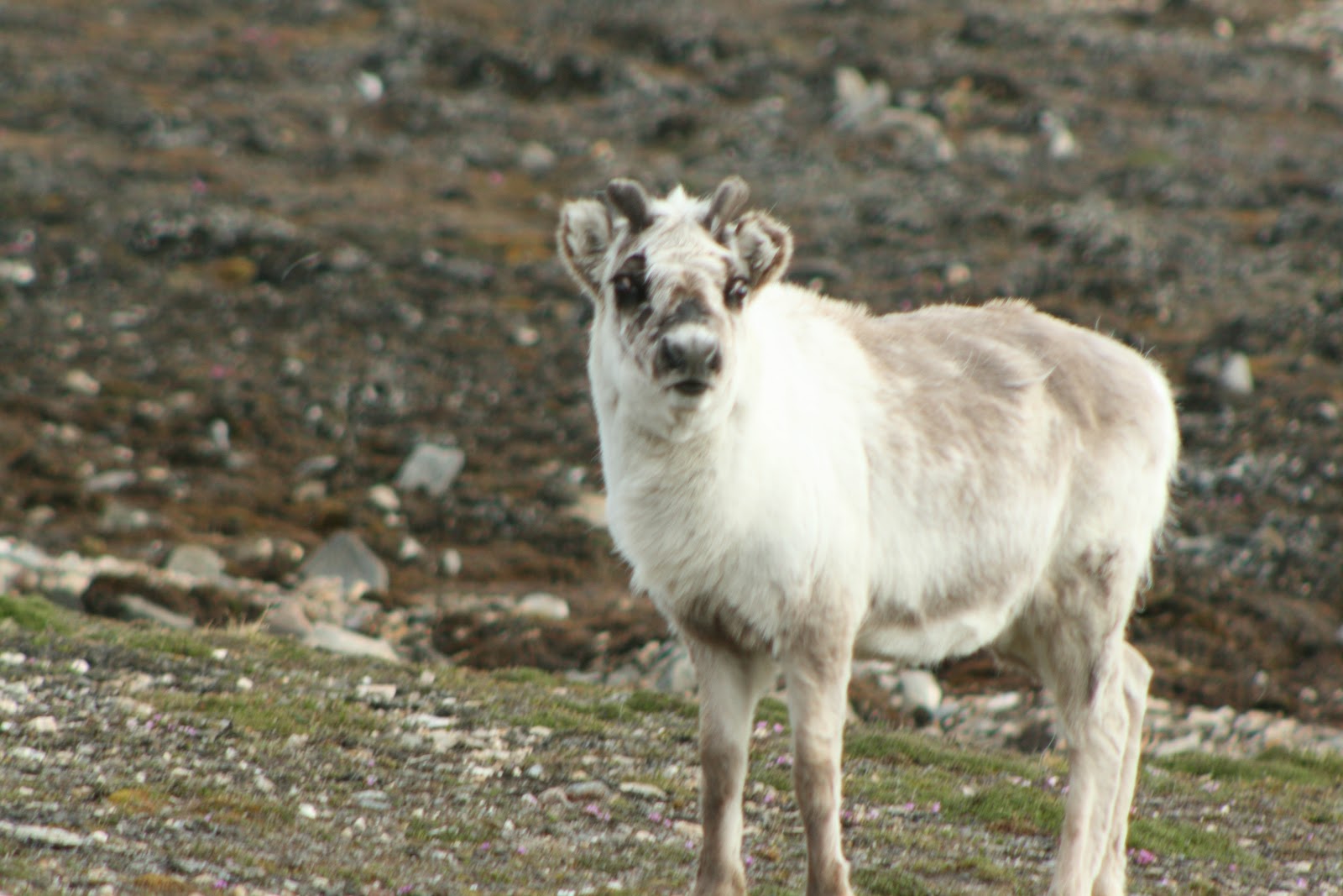Arctic Adventures: Curious Reindeer Check Us Out: Day 7 Part 1