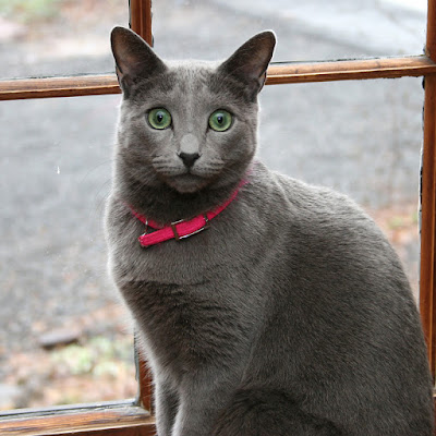 russian blue cat personality