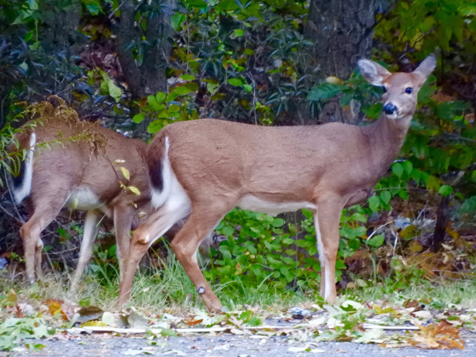 It's All About Purple Stops Along The Way