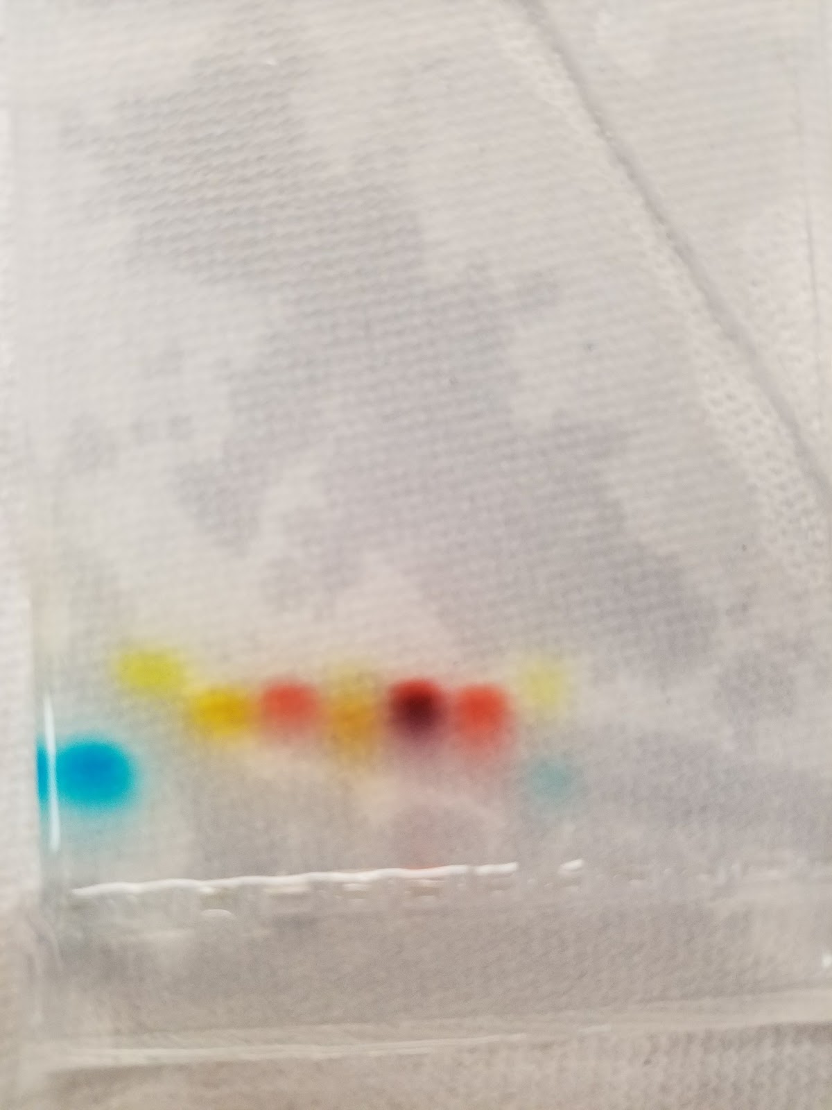 Shiv's Biology Blog Candy Gel Electrophoresis Lab Conclusion