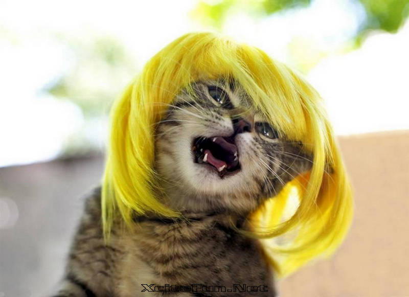 cats with wig
