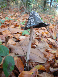 Champignons des bois