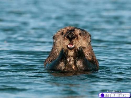 Varun Jain: Cute Animals