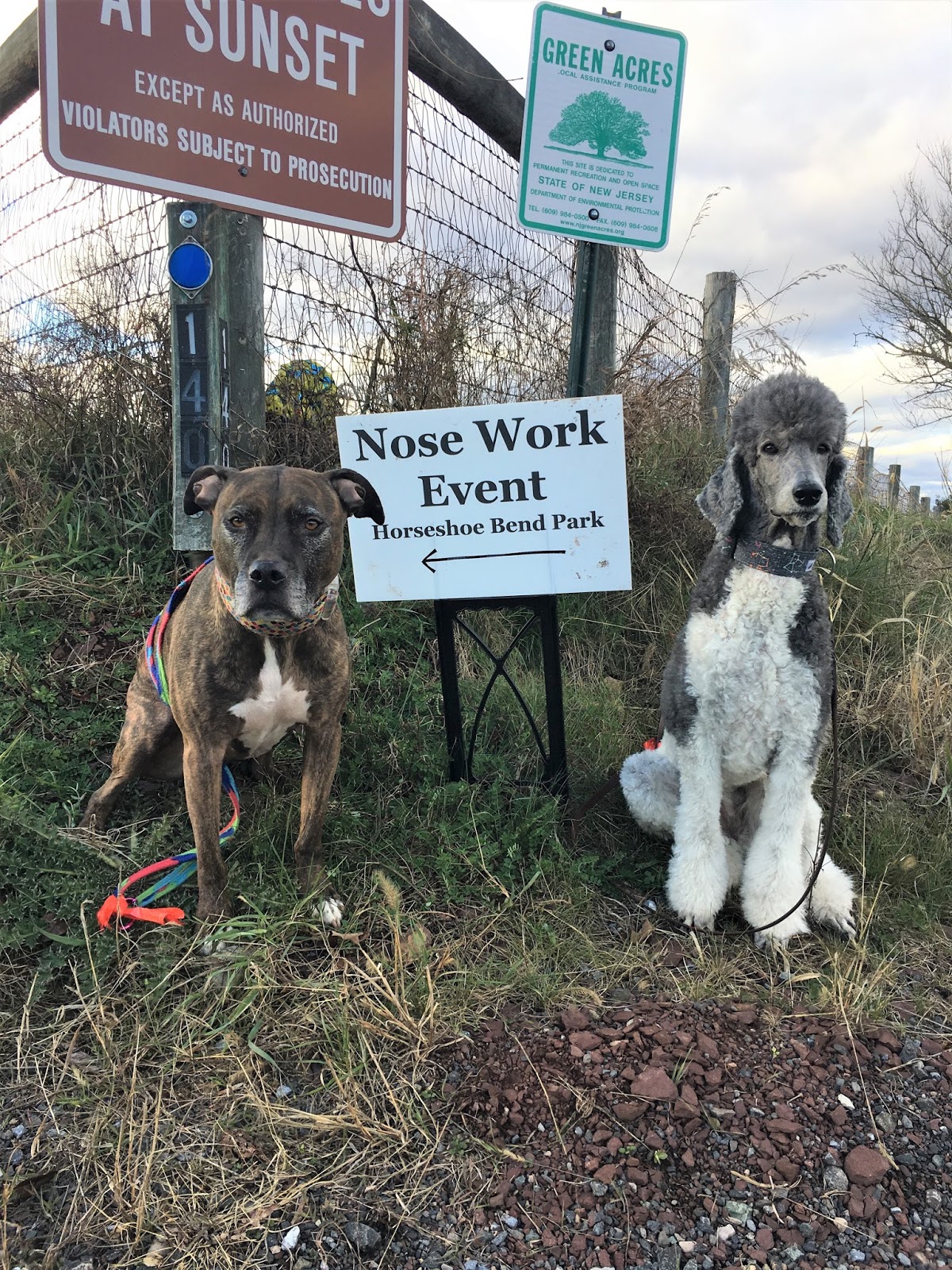 Dogbird Daily Performance Scent Dogs Nosework Trial!