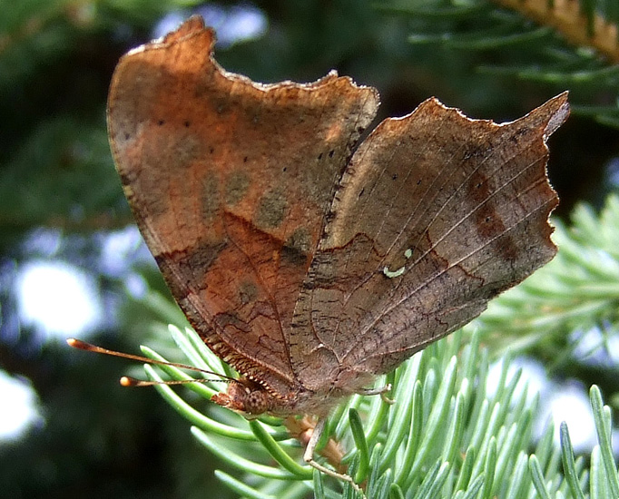 Question Mark Butterfly - Insects Morphology