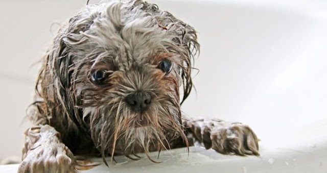 Seu shih tzu toma banho, mas no outro dia já fica fedido? Veja o que fazer