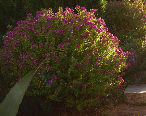polígala mirtifolia joven