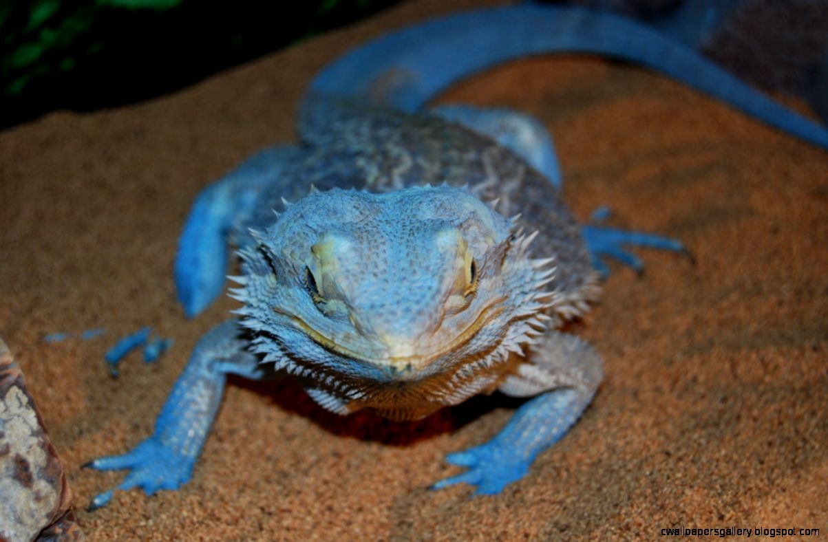 [blue-bearded-dragon-squishmallow2.jpg]