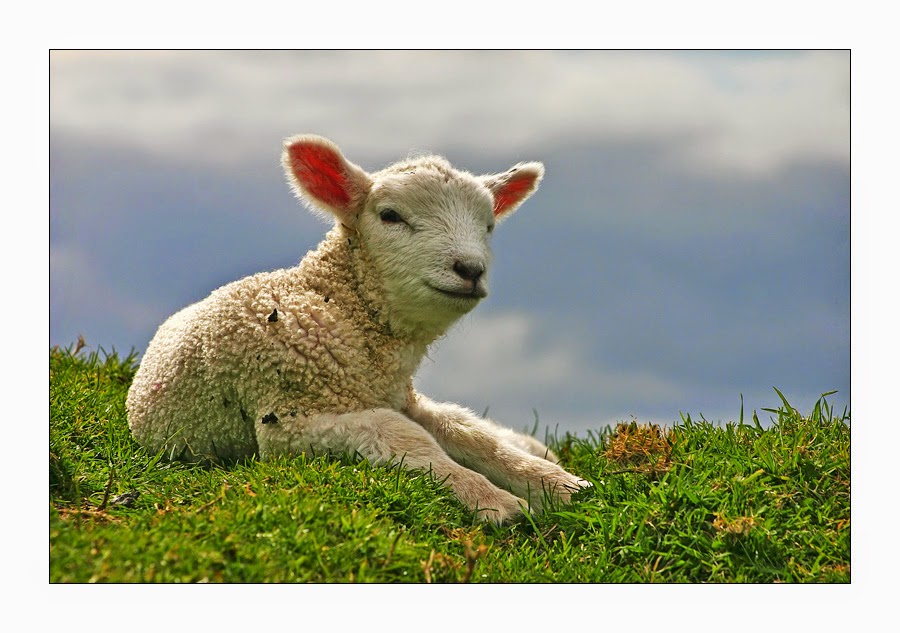 Lost life happy lamb. Happy Lamb Barn games. Happy Lamb Barn. Happy Lamb Bern.
