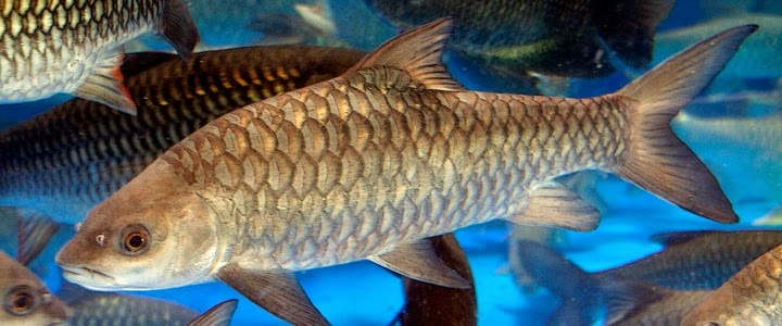 SIGOTOM NAULI: Ikan Batak (Ihan) genus Neolissochilus