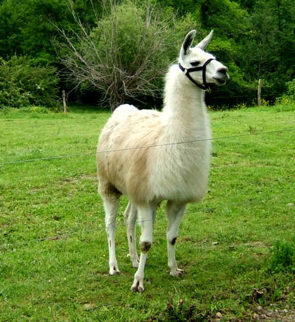 llama house shoes