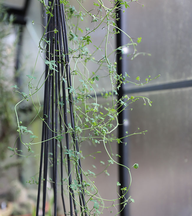 Winter Gardening Ramps Up - Book Reviews Pour In Winter Gardening Ramps Up - Book Reviews Pour In
