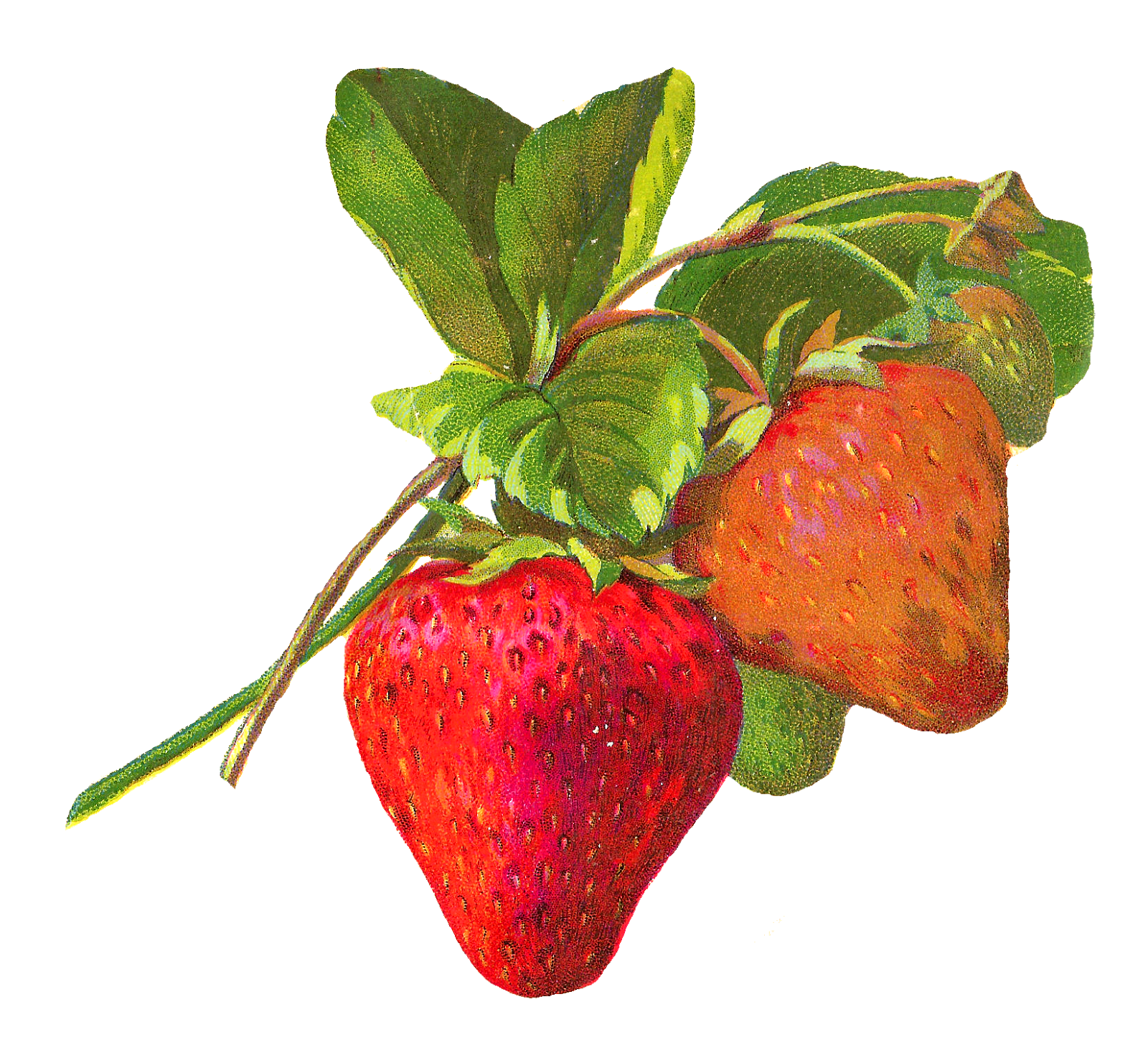 Antique Images Antique Fruit Illustrations Strawberry Rowan Berry