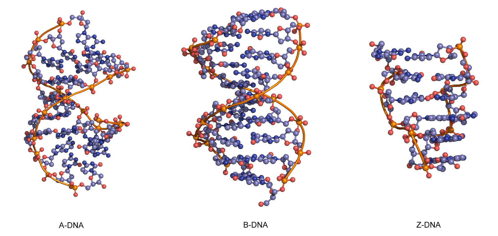 Структуру днк расшифровали. ДНК. Формы ДНК. Формы структуры ДНК. Спираль ДНК.
