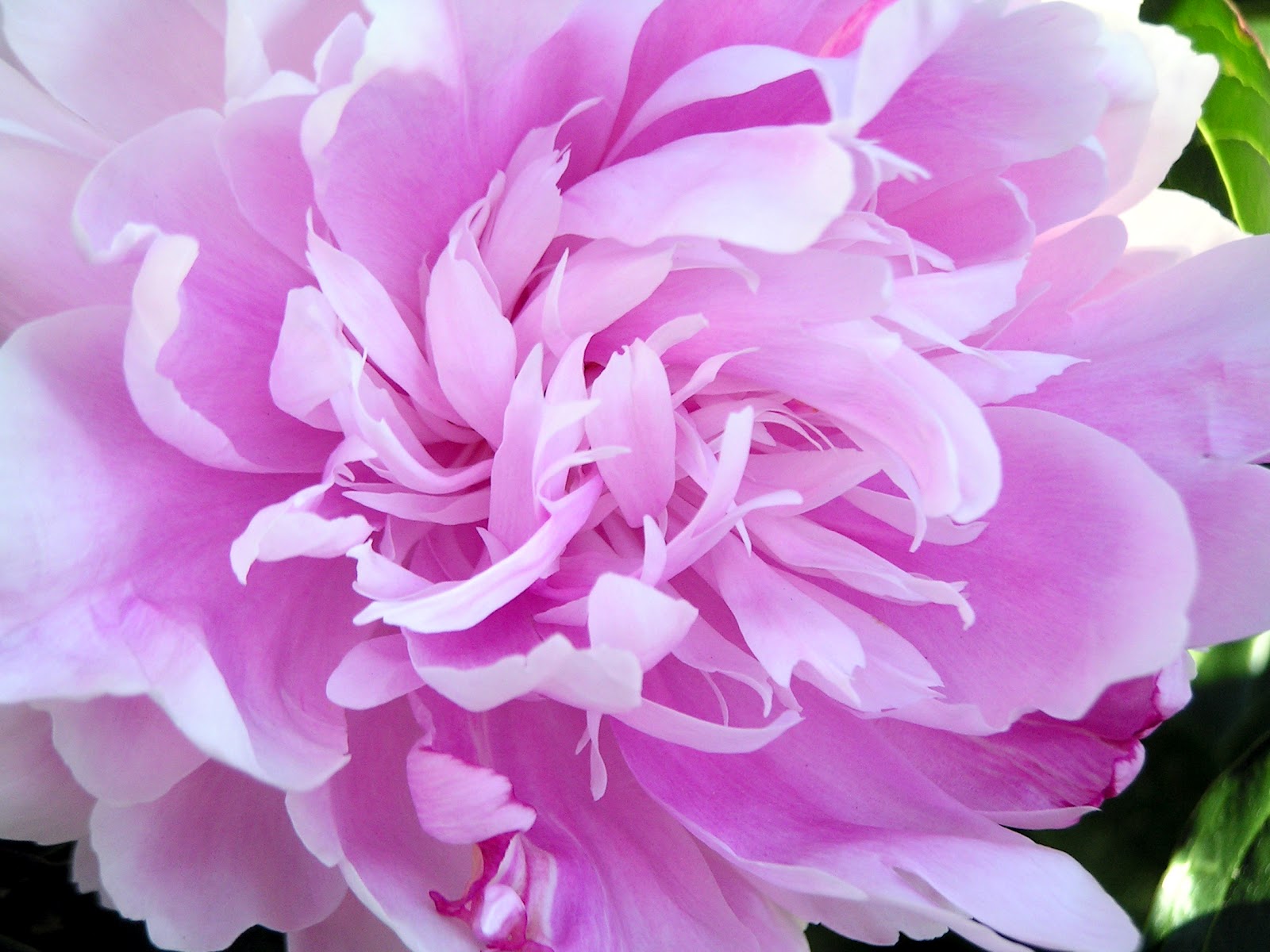 Flower Photos Pink Peony