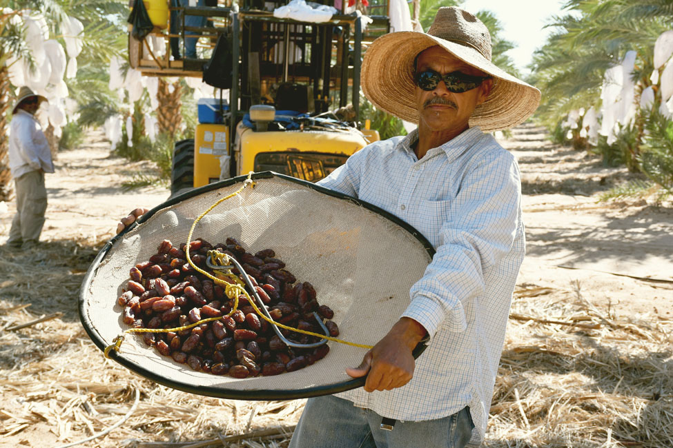 medjool dates harvest in yuma arizona 2015 medjooldates travel arizona