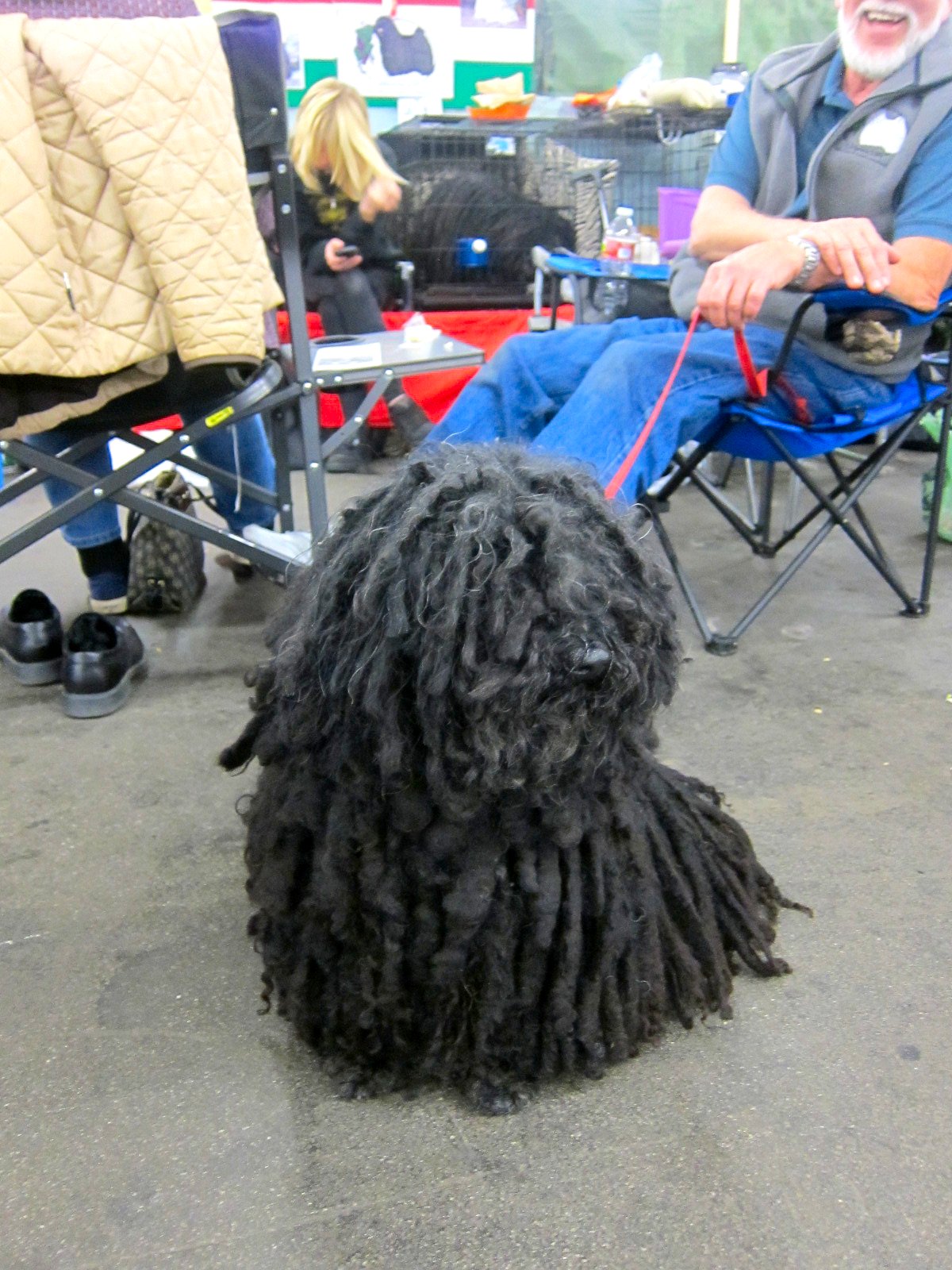 Chronica Domus: Best In Show: Attending the 114th Golden Gate Kennel ...